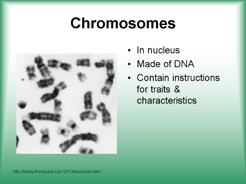 Chromosomes In nucleus Made of DNA Contain instructions for traits & characteristics  